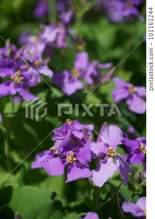Small purple flower Murasaki Hanana 2 Small purple flower Murasaki Hanana 2 101161244