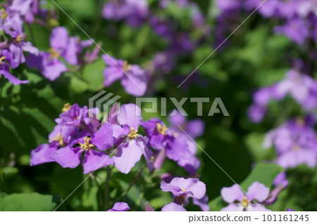 Small purple flower Murasaki Hanana 1 Small purple flower Murasaki Hanana 1 101161245