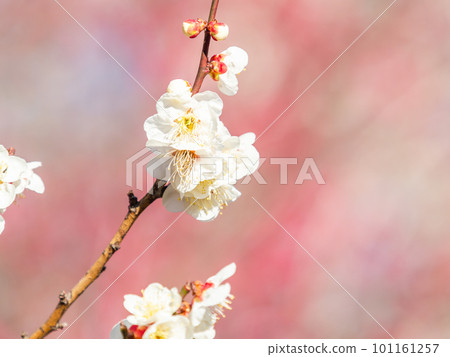 Beautiful white plum blossoms in full bloom herald the arrival of spring 101161257