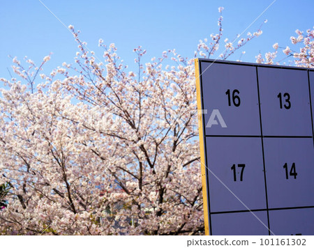 Election poster bulletin board with cherry blossom background 101161302