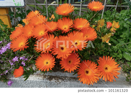 colorful pine colorful pine 101161320