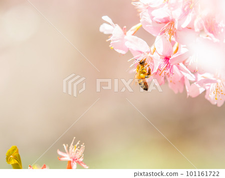 春景 可愛的蜜蜂在盛開的河津櫻花中採蜜 春景 可愛的蜜蜂在盛開的河津櫻花中採蜜 101161722