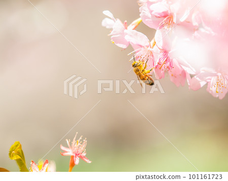 春景 可愛的蜜蜂在盛開的河津櫻花中採蜜 101161723