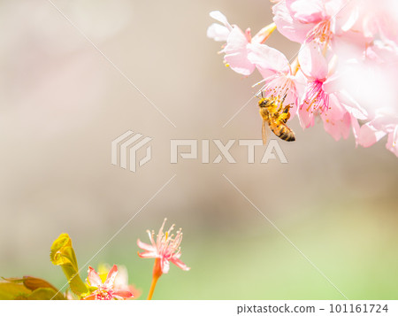 春景 可愛的蜜蜂在盛開的河津櫻花中採蜜 101161724