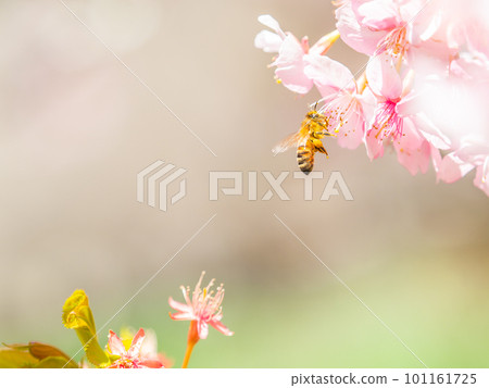 春景 可愛的蜜蜂在盛開的河津櫻花中採蜜 春景 可愛的蜜蜂在盛開的河津櫻花中採蜜 101161725