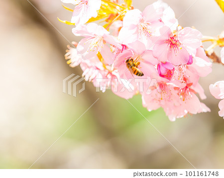 春景 可愛的蜜蜂在盛開的河津櫻花中採蜜 101161748