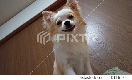 抬頭看，一隻吉娃娃在微笑 101161793