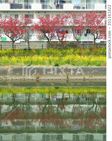 Rape blossoms and flower peach bloom spring spillway bank scenery 101161822