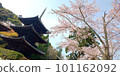 Mie tower and cherry blossoms 101162092