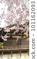 Weeping cherry tree and 101162093