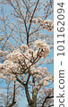 Spring full bloom  101162094