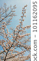 Spring in full bloom ② 101162095