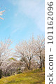 Cherry-blossoms 101162096