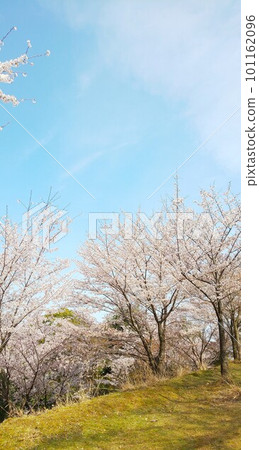 Cherry-blossoms 101162096