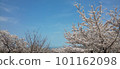 Blue sky and cherry blossoms 101162098