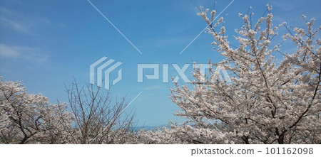 Blue sky and cherry blossoms 101162098