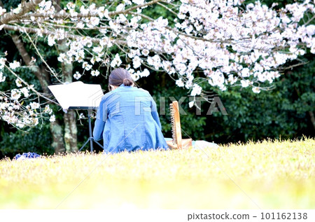 Spring cherry tree full bloom 101162138