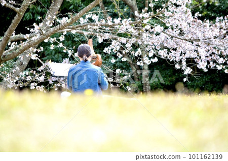 春天櫻花盛開 春天櫻花盛開 101162139