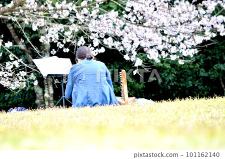 春天櫻花盛開 101162140