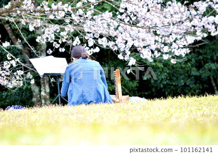 春天櫻花盛開 春天櫻花盛開 101162141