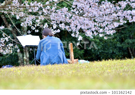 Spring cherry tree full bloom 101162142