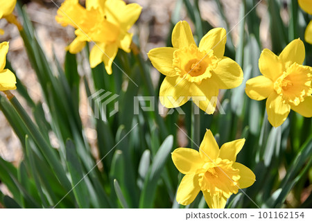 Yellow daffodils 101162154