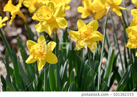 Yellow daffodils 101162155