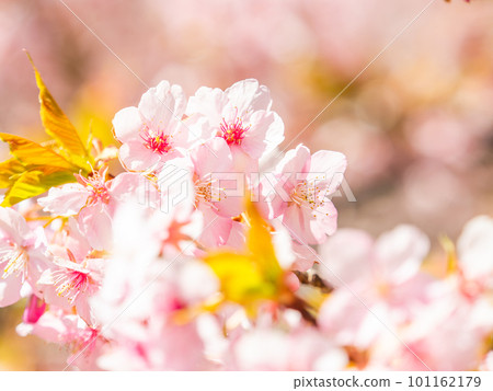 盛開的河津櫻花預示著春天的到來 101162179