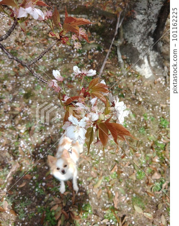吉娃娃抬頭看櫻花 101162225