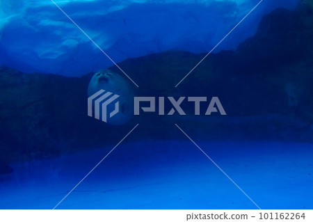 海豹游泳,臉很可愛 海豹游泳,臉很可愛 101162264