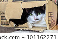 A cat in a cardboard box 101162271