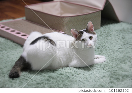 Indoor life of a cute cat 101162302