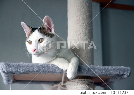 Indoor life of a cute cat Indoor life of a cute cat 101162323