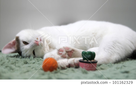 Indoor life of a cute cat Indoor life of a cute cat 101162329