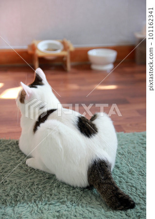 Indoor life of a cute cat 101162341