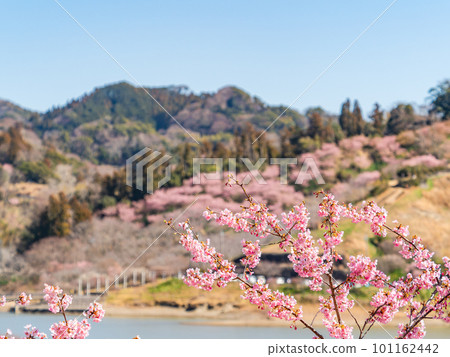 Spring scenery: Kawazu cherry blossoms in full bloom in the mountains of Chiba 101162442