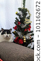 Christmas tree and cat 101162672