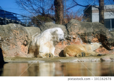 two sleeping polar bears 101162678