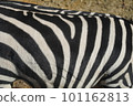 A zebra's body is surprisingly bushy 101162813