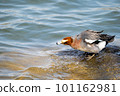 Wigeon 沐浴 101162981