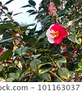 red and white 101163037