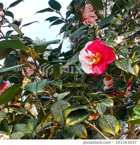 red and white 101163037