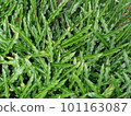Uniquely patterned leaves of Calathea musaika 101163087
