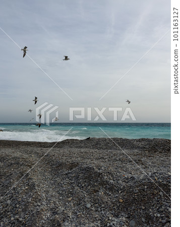 Seagulls flying over pebble beach of Nice, France with azure waves of mediterranean sea Seagulls flying over pebble beach of Nice, France with azure waves of mediterranean sea 101163127
