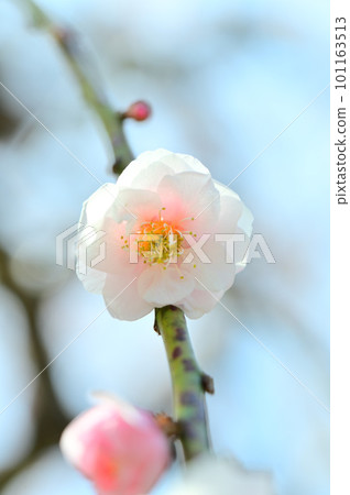 梅花告訴春天的到來 梅花告訴春天的到來 101163513