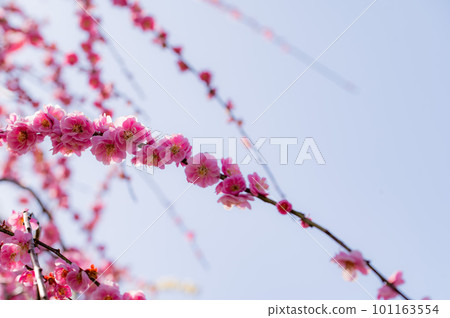 Beautiful red plum blossoms Beautiful red plum blossoms 101163554