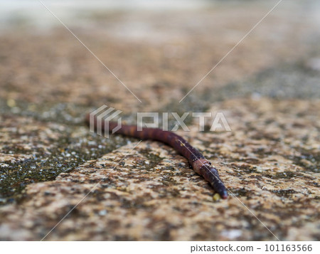 蚯蚓在地上爬行 蚯蚓在地上爬行 101163566