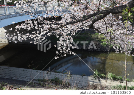 Scenery with a river, cherry blossoms blooming along the riverside, row of cherry blossom trees, cherry blossom viewing, Yoshino cherry blossoms, Mizuho Ward, Yamazaki River, cherry blossoms at night Scenery with a river, cherry blossoms blooming along the riverside, row of cherry blossom trees, cherry blossom viewing, Yoshino cherry blossoms, Mizuho Ward, Yamazaki River, cherry blossoms at night 101163860