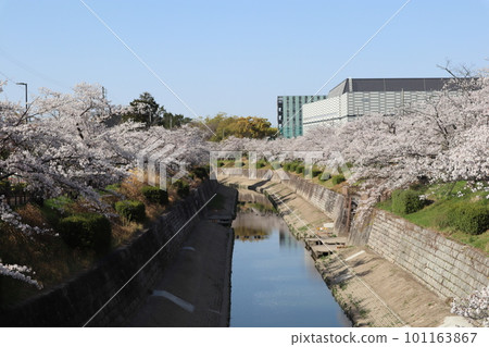 Scenery with a river, cherry blossoms blooming along the riverside, row of cherry blossom trees, cherry blossom viewing, Yoshino cherry blossoms, Mizuho Ward, Yamazaki River, cherry blossoms at night 101163867