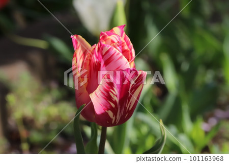 春天花園裡盛開的紅色、粉色和黃色斑駁的鬱金香花 春天花園裡盛開的紅色、粉色和黃色斑駁的鬱金香花 101163968